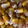 MInnesota 13, Corn Seed - 5 Pounds thumbnail number null